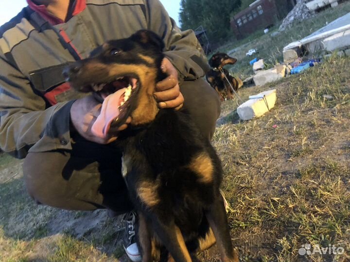 Вязка ягдтерьер