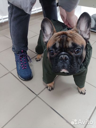 Французский бульдог кабель вязка
