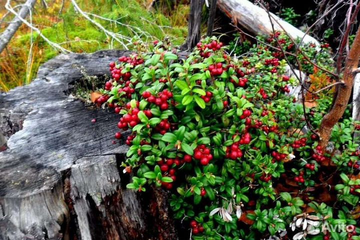 Брусника ягода