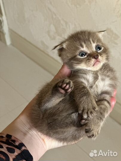Шотландский котенок