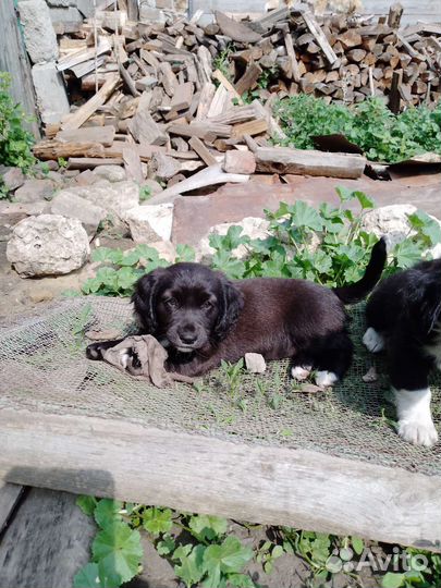 Собака в добрые руки