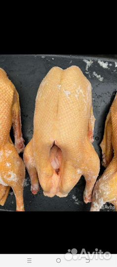 Гусь,домашнее мясо