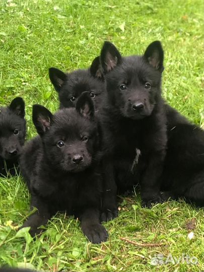 Продаю щенков черной овчарки