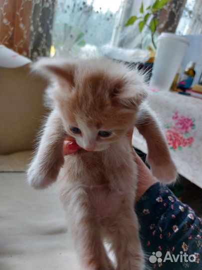 Кошка в дар бесплатно