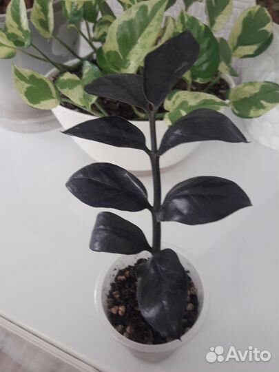 Замиокулькас черный равен , зензи