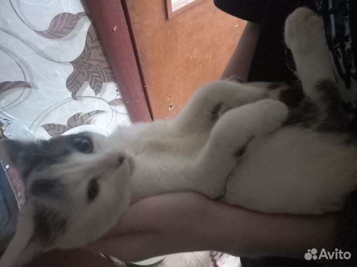 Котята 4 месяца