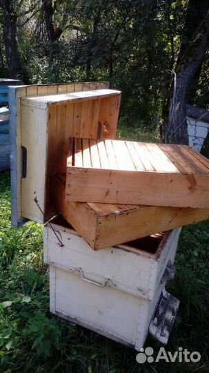 Пчелы с ульями