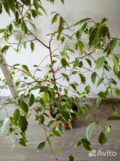 Фикус Бенджамина пестролистный