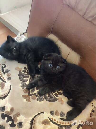 Шотландские котята