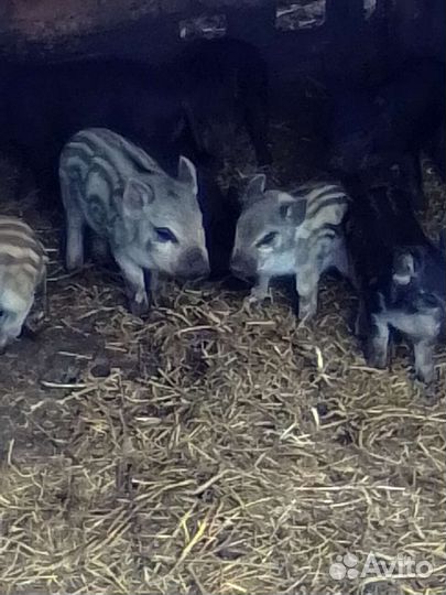 Поросята кармалы