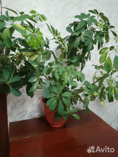 Комнатные цветы шефлера