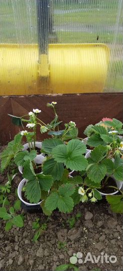 Рассада клубники