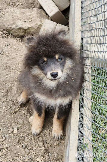 Редкий щенок шпица и шакала