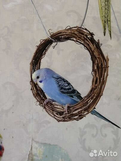 Птенец девочка волнистого попугая