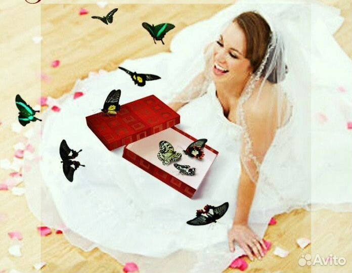 Франшиза Салюты из Живых Тропических Бабочек 3117