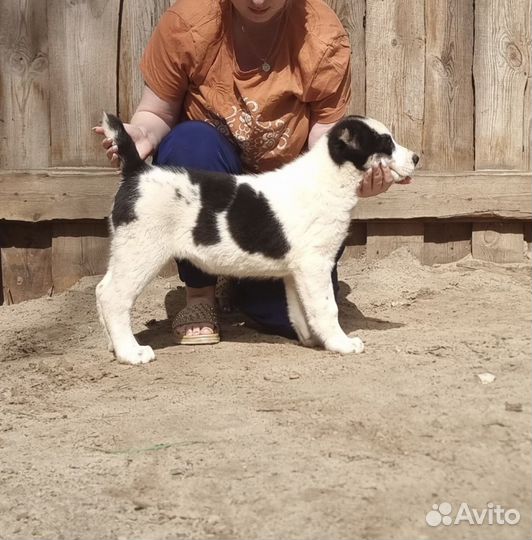 Щенки алабая с документами