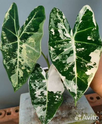 Алоказии вариегатные Альбом 3 (клубни,детки,взрос)