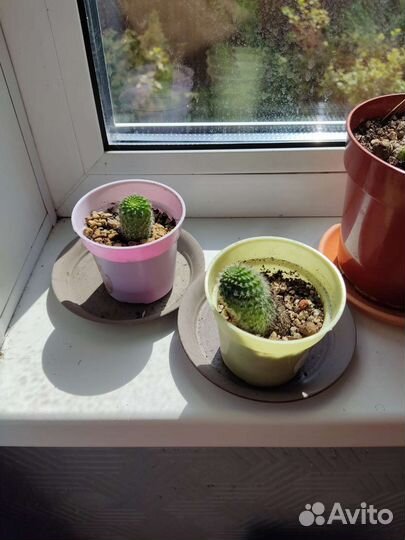 Кактус с красными цветками