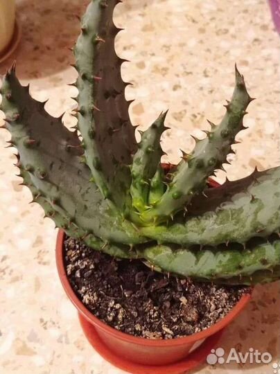 Комнатные растения