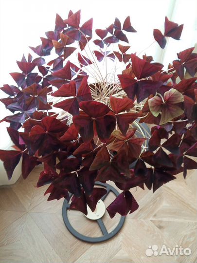 Кислица оксалис фиолетовая