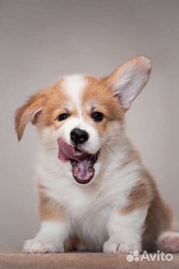 Щенки корги