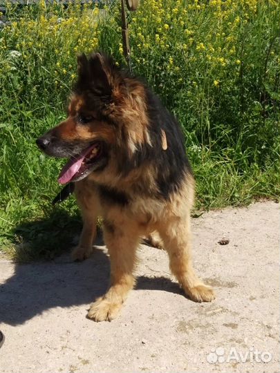 Немецкая овчарка в добрые руки