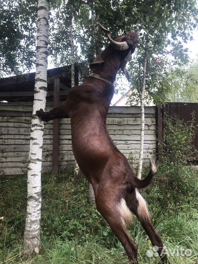 Камори покрытие