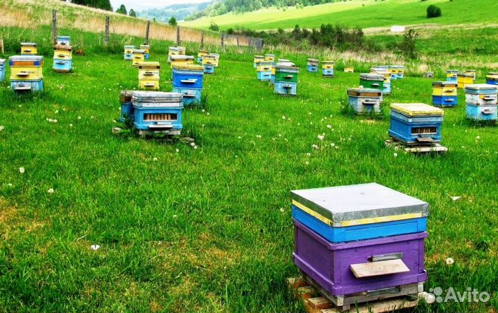 2024 Мед натуральный алтайский опт