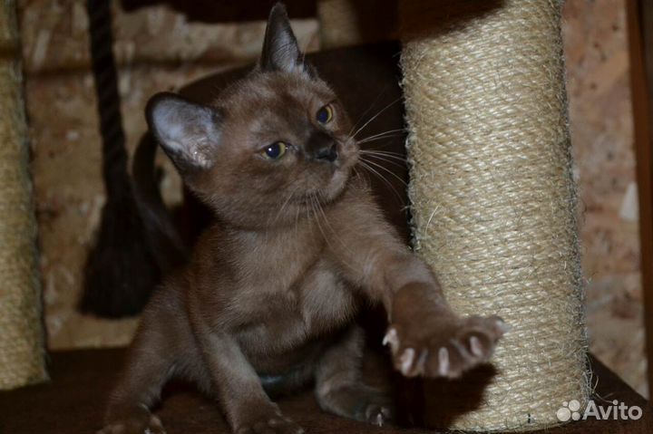 Европейская бурма