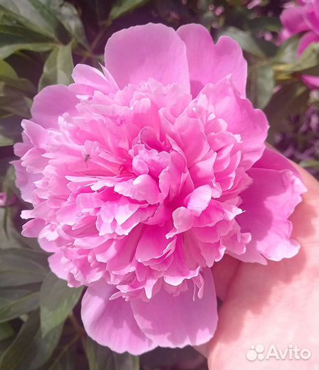 Пионы саженцы