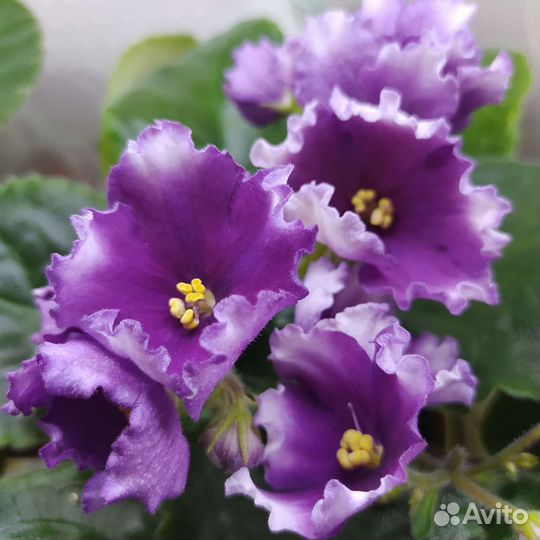 Сортовые фиалки