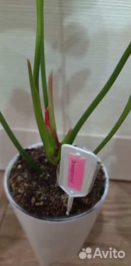 Антуриум (мужское счастье ) часть 2