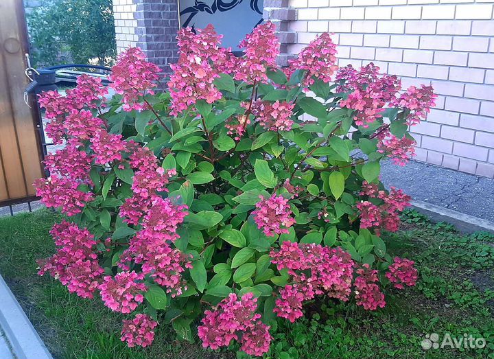 Гортензия метельчатая Вимс Ред