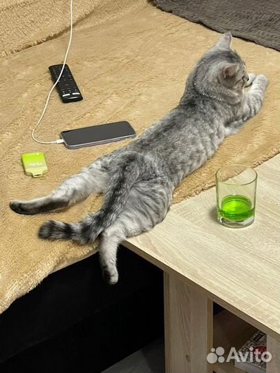 Кот и кошка стерилизованы