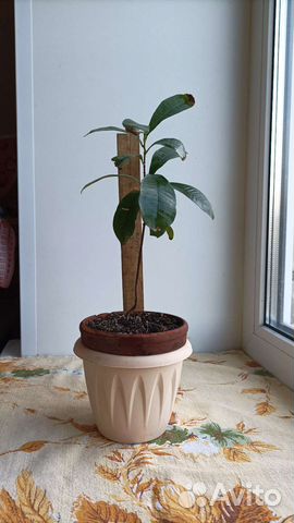 Syzygium samarangense (Сизигиум)