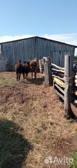 Курдючные бараны овцы