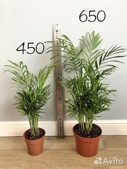 Пальма Хамедорея