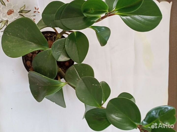 Хлорофитум кудрявый,Пеперомия туполистная