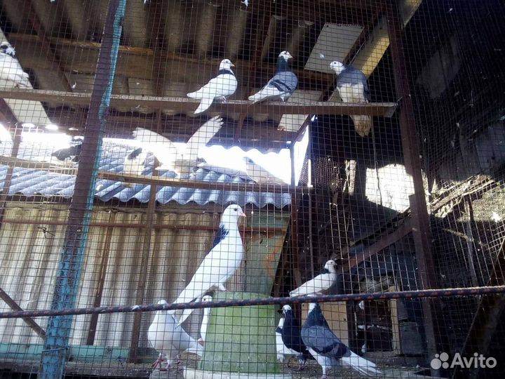 Продажа голубей