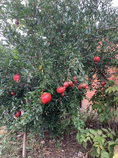 Участок 50 га (СНТ, ДНП)