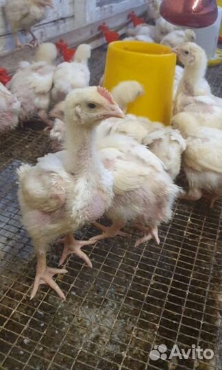 Бройлер 2х недельный. Цыплята