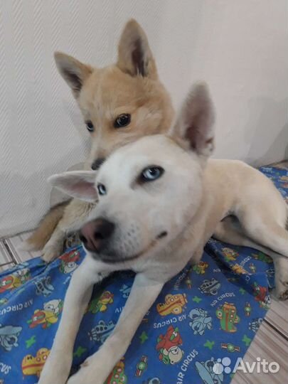 Лайка (помесь)