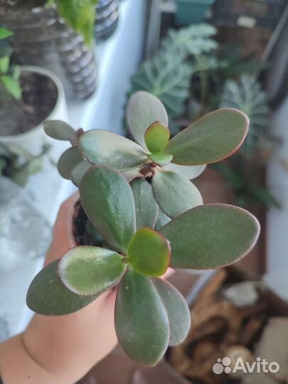 Крассула овата, толстянка