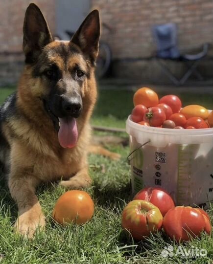 Немецкая овчарка