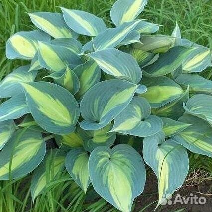 Хосты цветы для сада