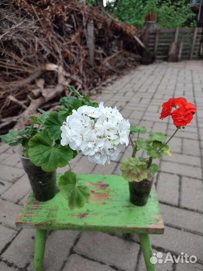 Пеларгония герань
