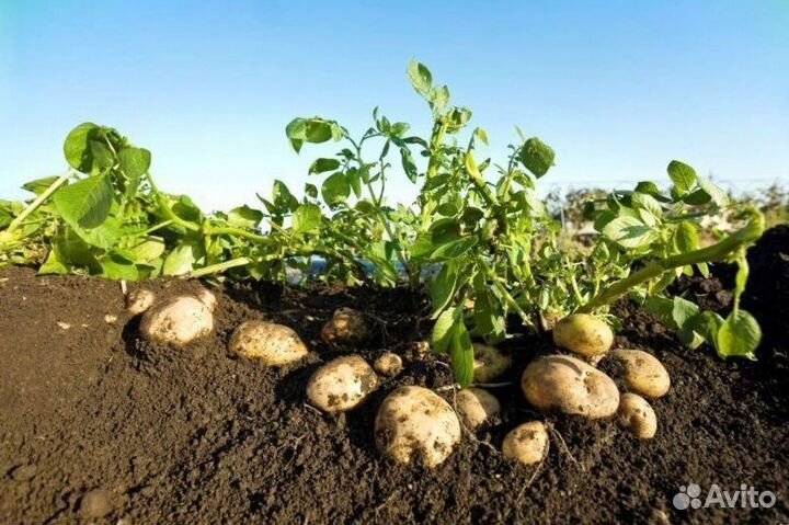 Грунт растительный