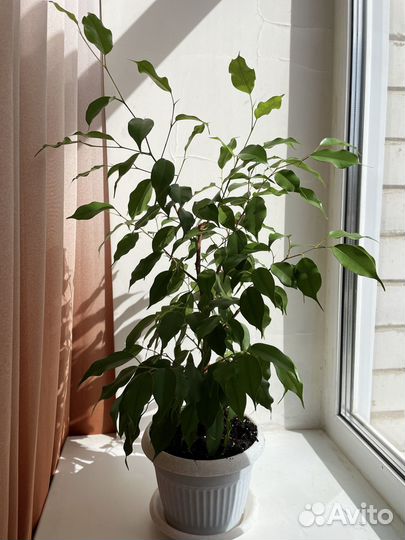 Комнатные цветы Фикус бенджамина