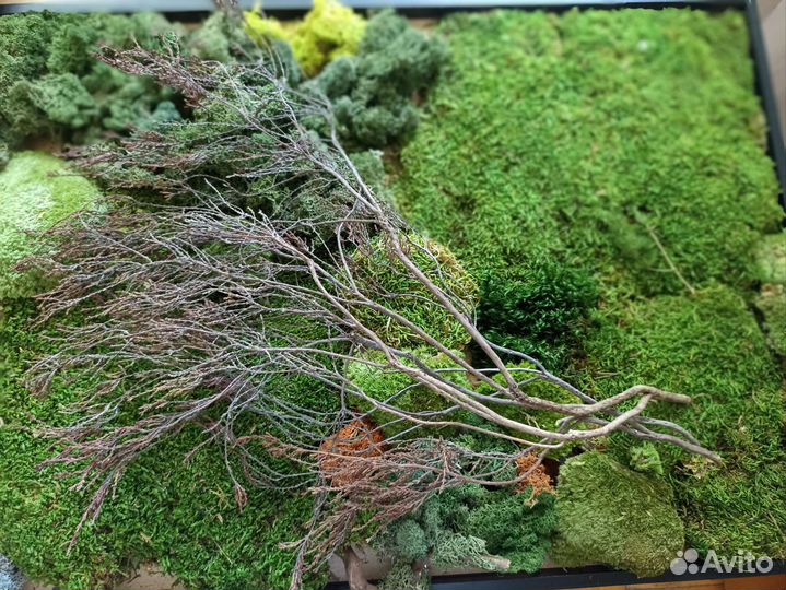 Ветки для декора. Вереск