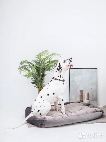 Фотосессия с далматином